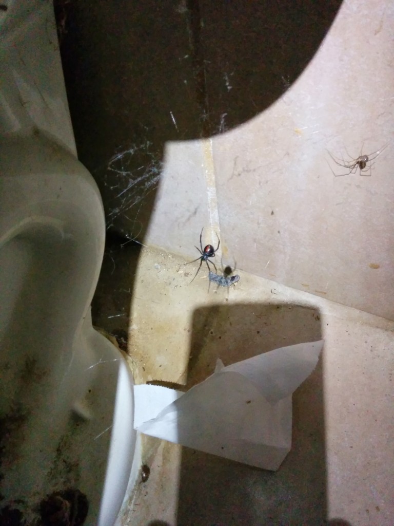 Oh, a black widow. Lovely.