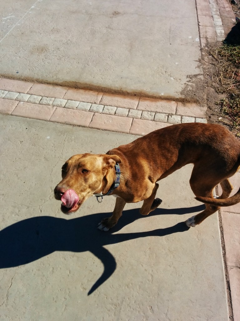 I called him Pancho while we walked to the lighthouse and back. Dogs just follow me around.