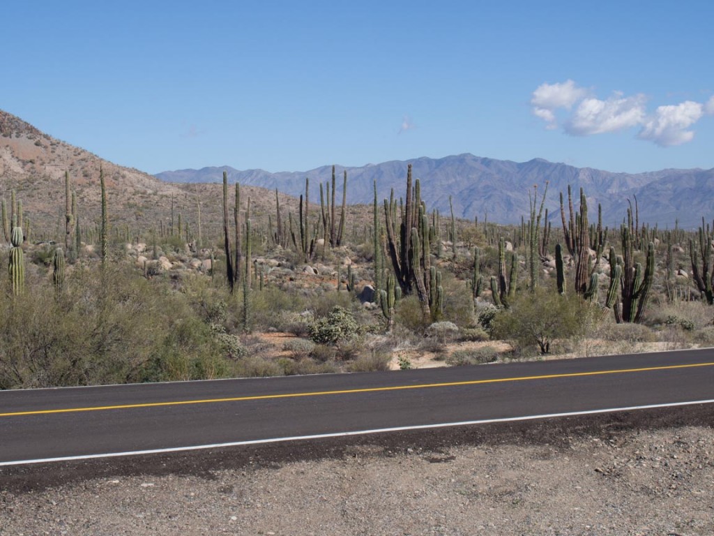 Look Mom, more cacti.