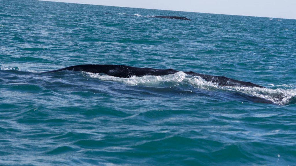 Yep, it's big and black, probably a whale.