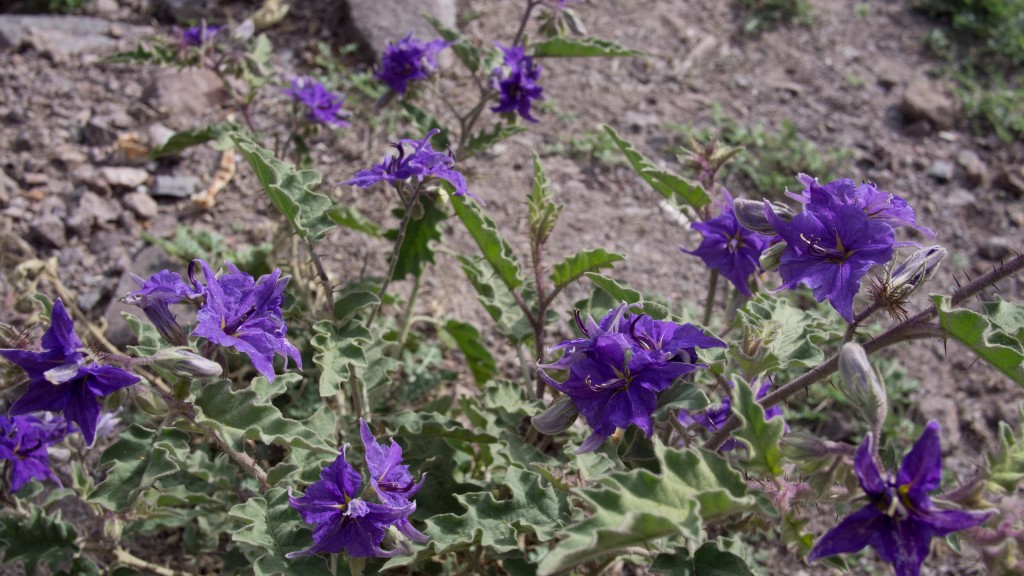 I'd been seeing these purple flowers on the sides of many roads here in Mexico.